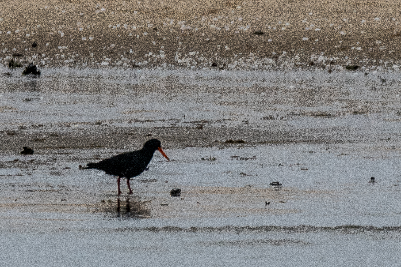 Huitrier de Moquin adulte (African Oystercatcher, Haematopus moquini), Walvis bay, Namibie.